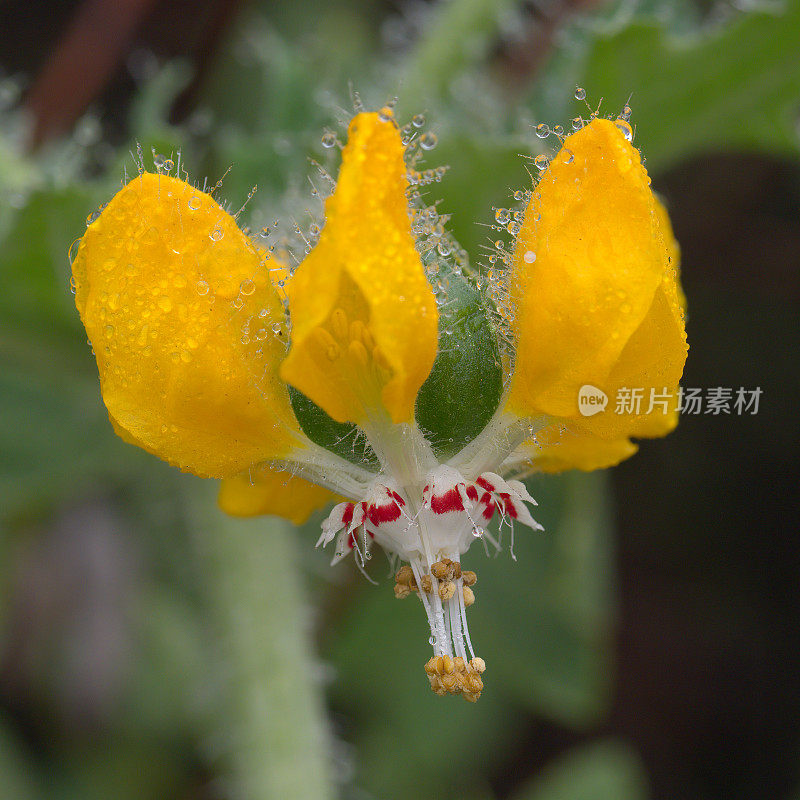 雄性荨麻的花或“Ortiga Macho”生长在智利中部